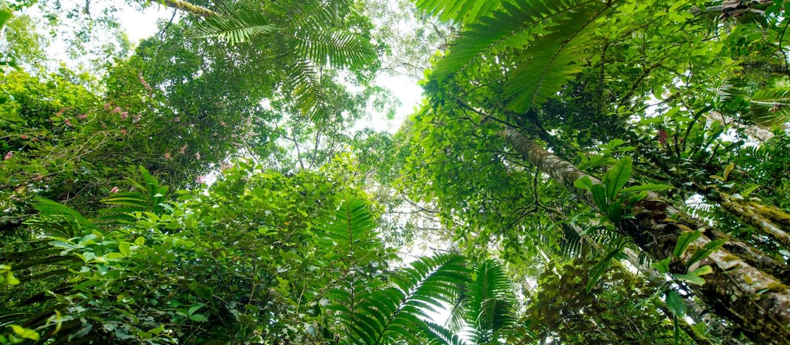 Karbonsemlegesítési szolgáltatás