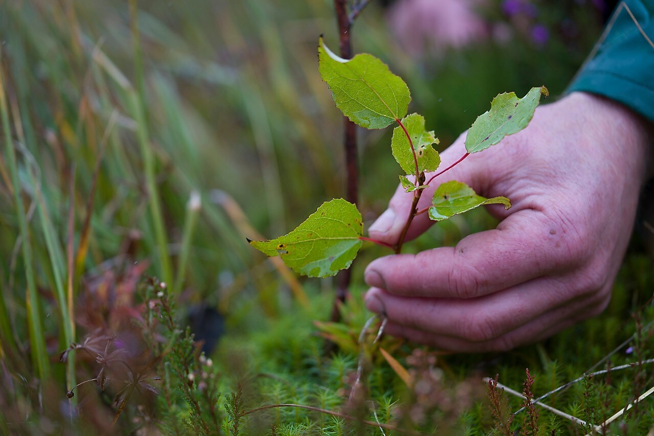 természetalapú megoldások