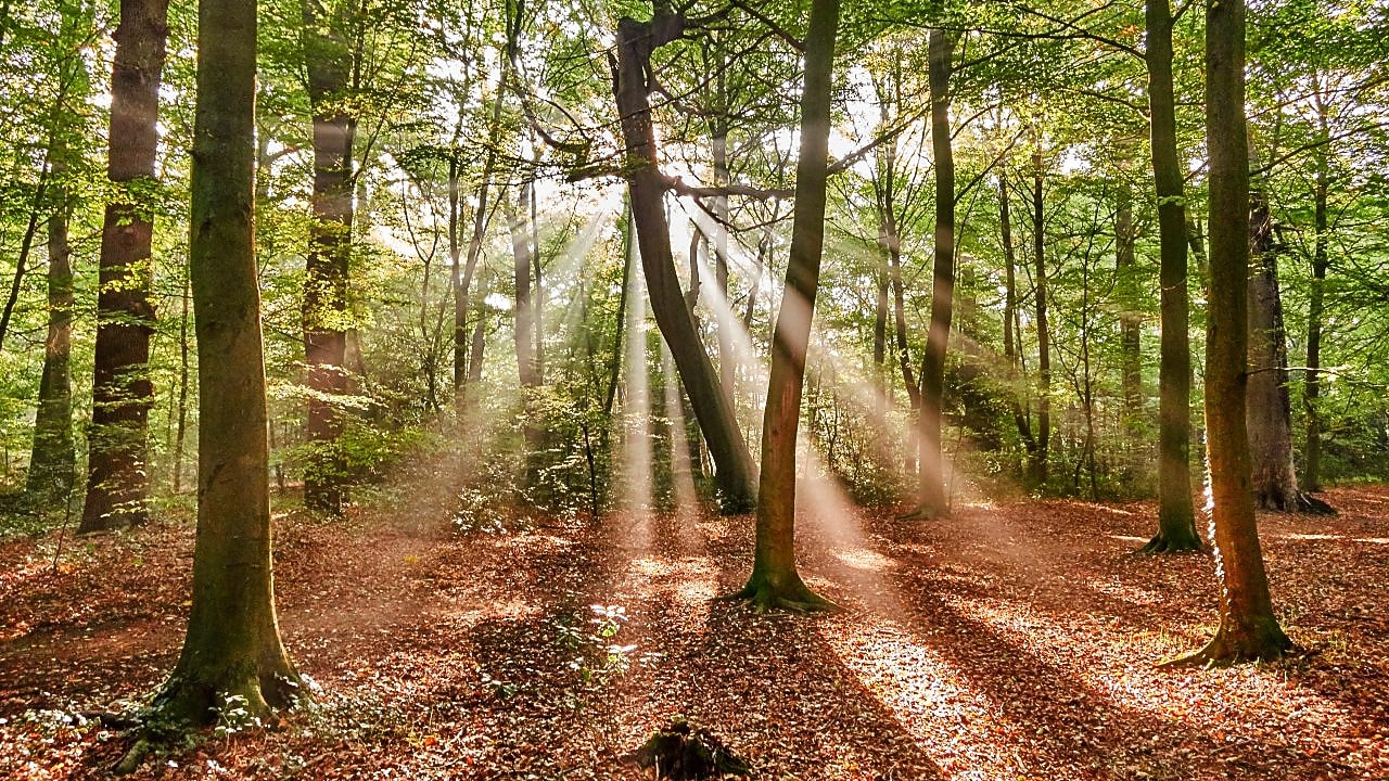 Természetalapú megoldások