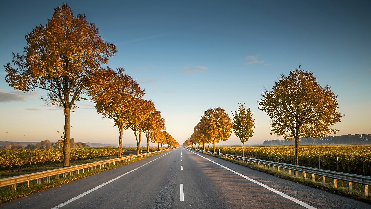 Üres autóút Horvátországban, fákkal szegélyezve