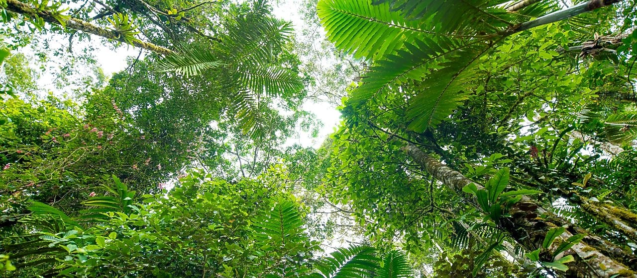 Karbonsemlegesítési szolgáltatás