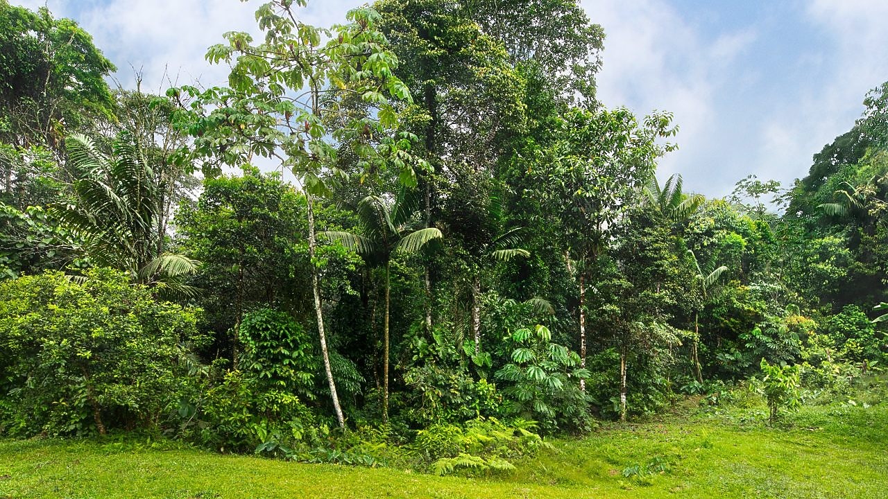 Erdővédelmi projektek