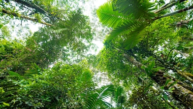 Új karbonsemlegesítési szolgáltatás