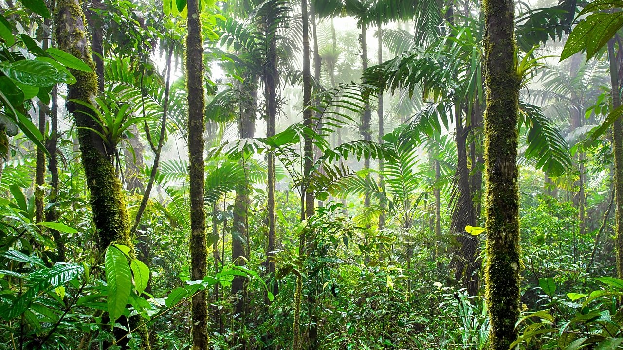 Cordillera Azul Nemzeti Park, Peru