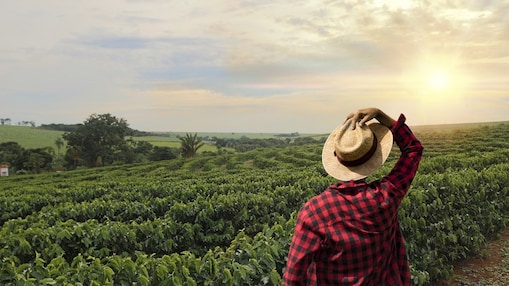 gazda a kávéültetvényen