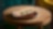 Shell Café Pestos mozzarellás Panini