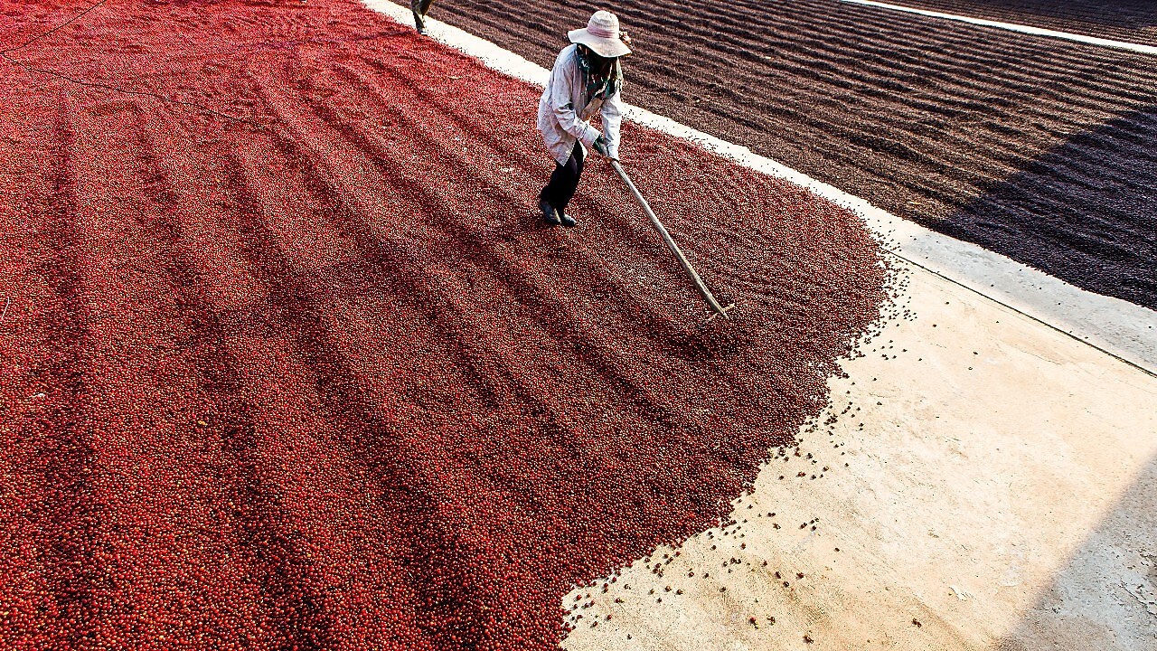 munka a kávéültetvényen